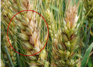 食品中真菌毒素的檢測(cè)方法有哪些？