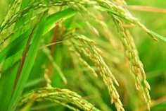 糧食重金屬檢測儀多少錢一臺(tái)？